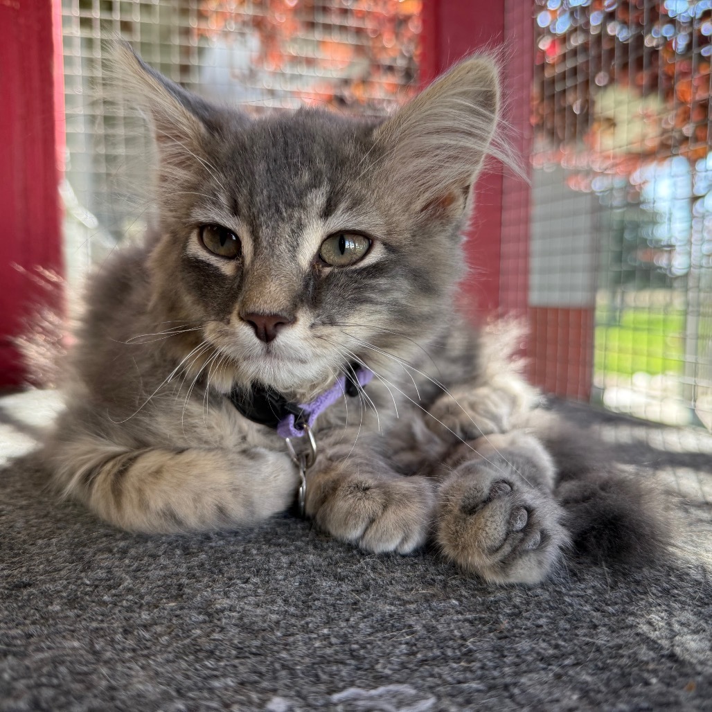 Lucky, an adoptable Domestic Medium Hair in Buffalo, WY, 82834 | Photo Image 1