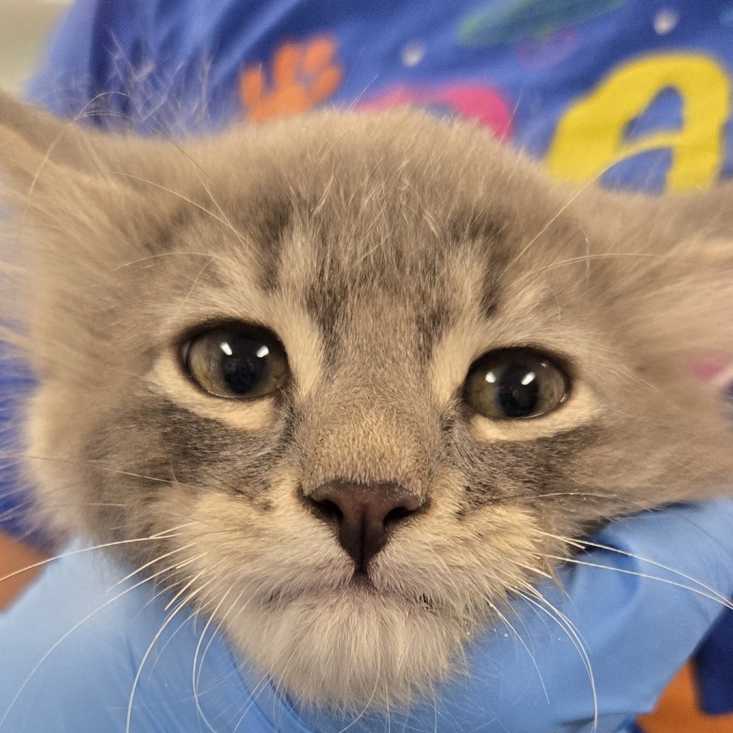 Lucky, an adoptable Domestic Medium Hair in Buffalo, WY, 82834 | Photo Image 2