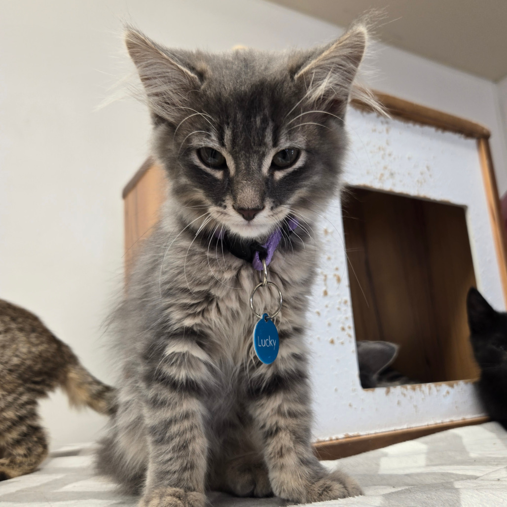 Lucky, an adoptable Domestic Medium Hair in Buffalo, WY, 82834 | Photo Image 3