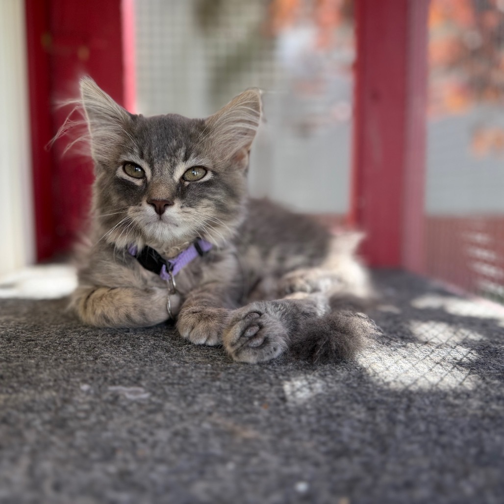 Lucky, an adoptable Domestic Medium Hair in Buffalo, WY, 82834 | Photo Image 4