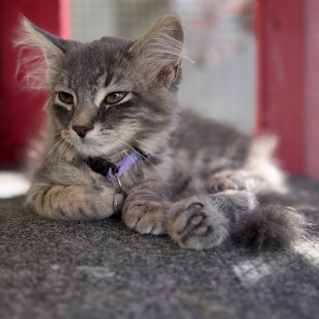 Lucky, an adoptable Domestic Medium Hair in Buffalo, WY, 82834 | Photo Image 5
