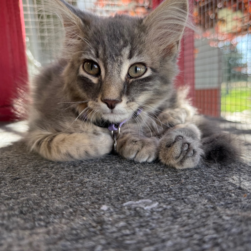 Lucky, an adoptable Domestic Medium Hair in Buffalo, WY, 82834 | Photo Image 6