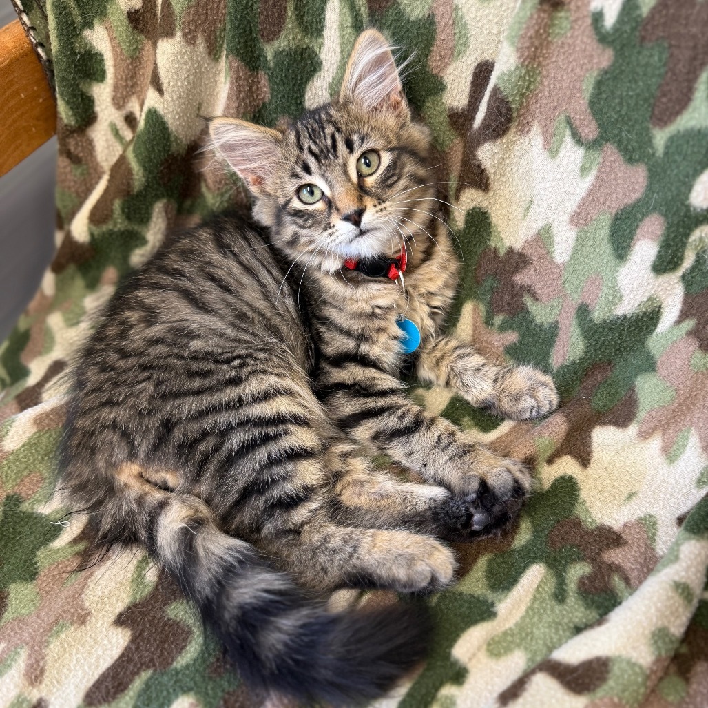 Ned, an adoptable Domestic Medium Hair in Buffalo, WY, 82834 | Photo Image 1