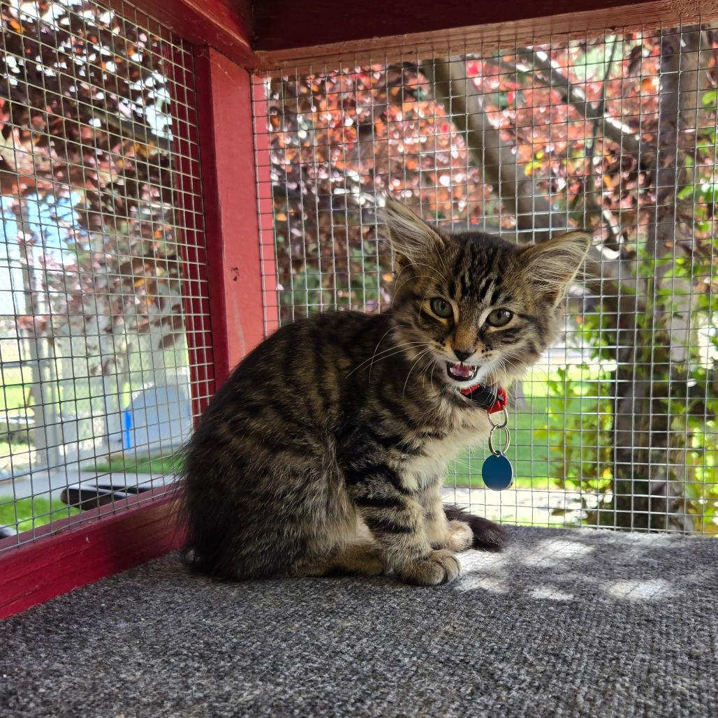 Ned, an adoptable Domestic Medium Hair in Buffalo, WY, 82834 | Photo Image 2