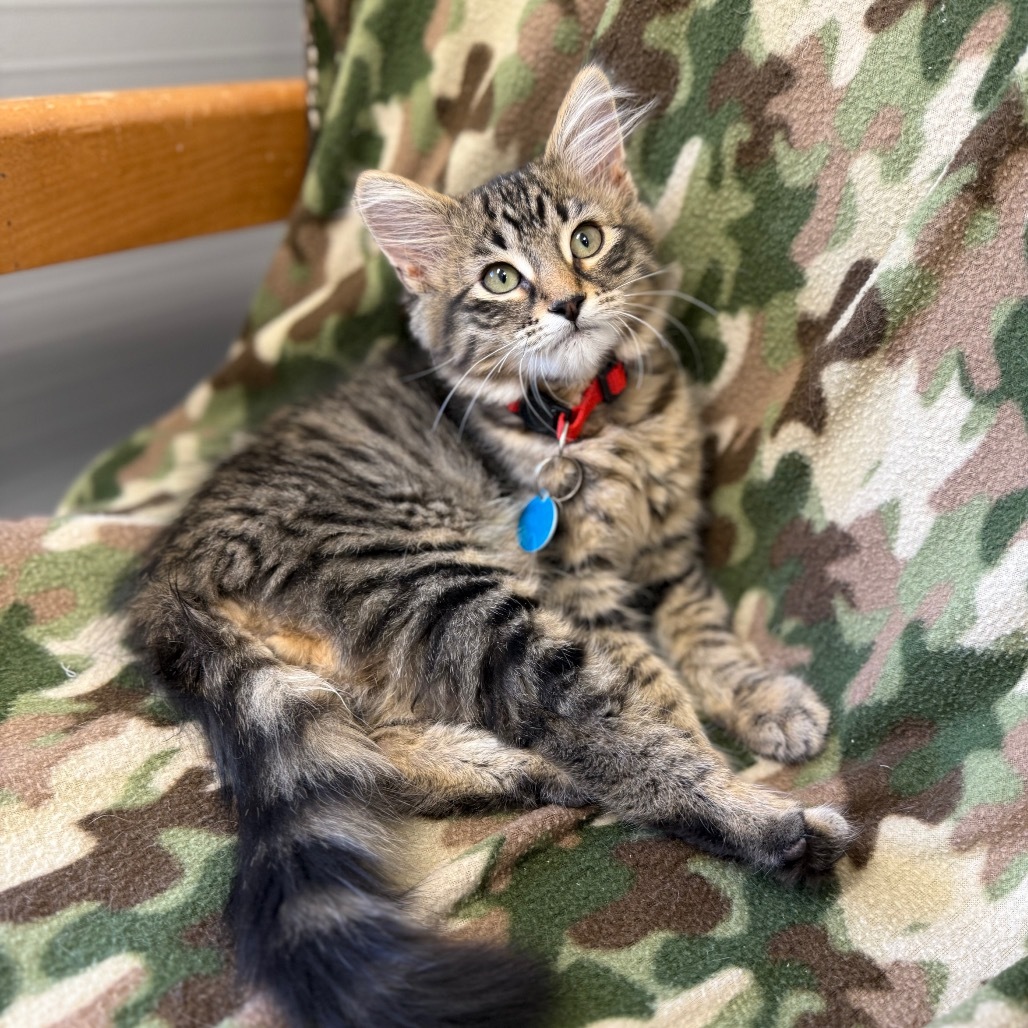 Ned, an adoptable Domestic Medium Hair in Buffalo, WY, 82834 | Photo Image 3