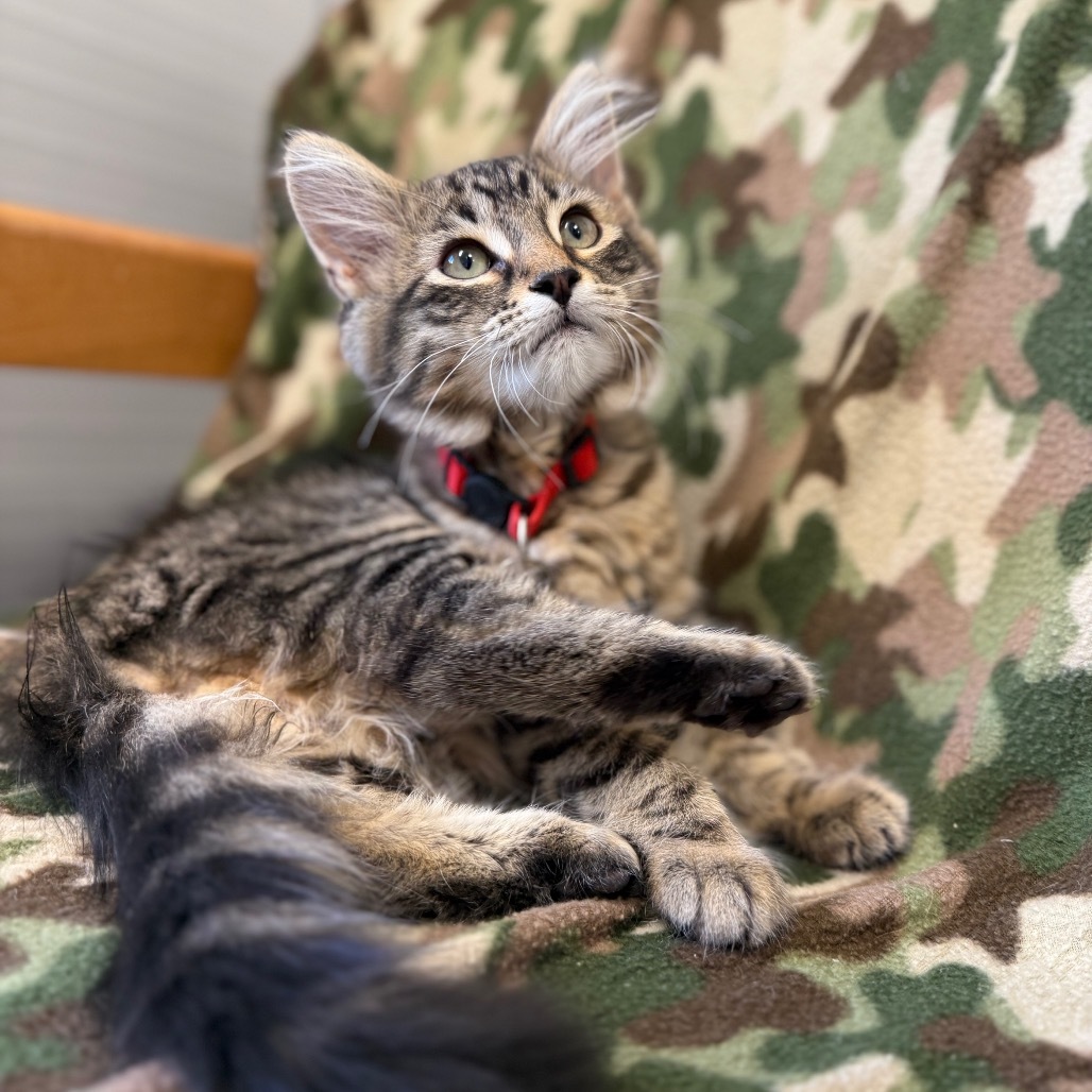 Ned, an adoptable Domestic Medium Hair in Buffalo, WY, 82834 | Photo Image 4