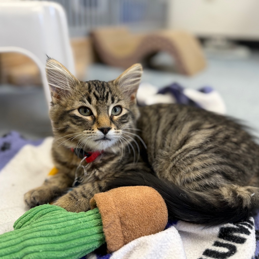 Ned, an adoptable Domestic Medium Hair in Buffalo, WY, 82834 | Photo Image 5