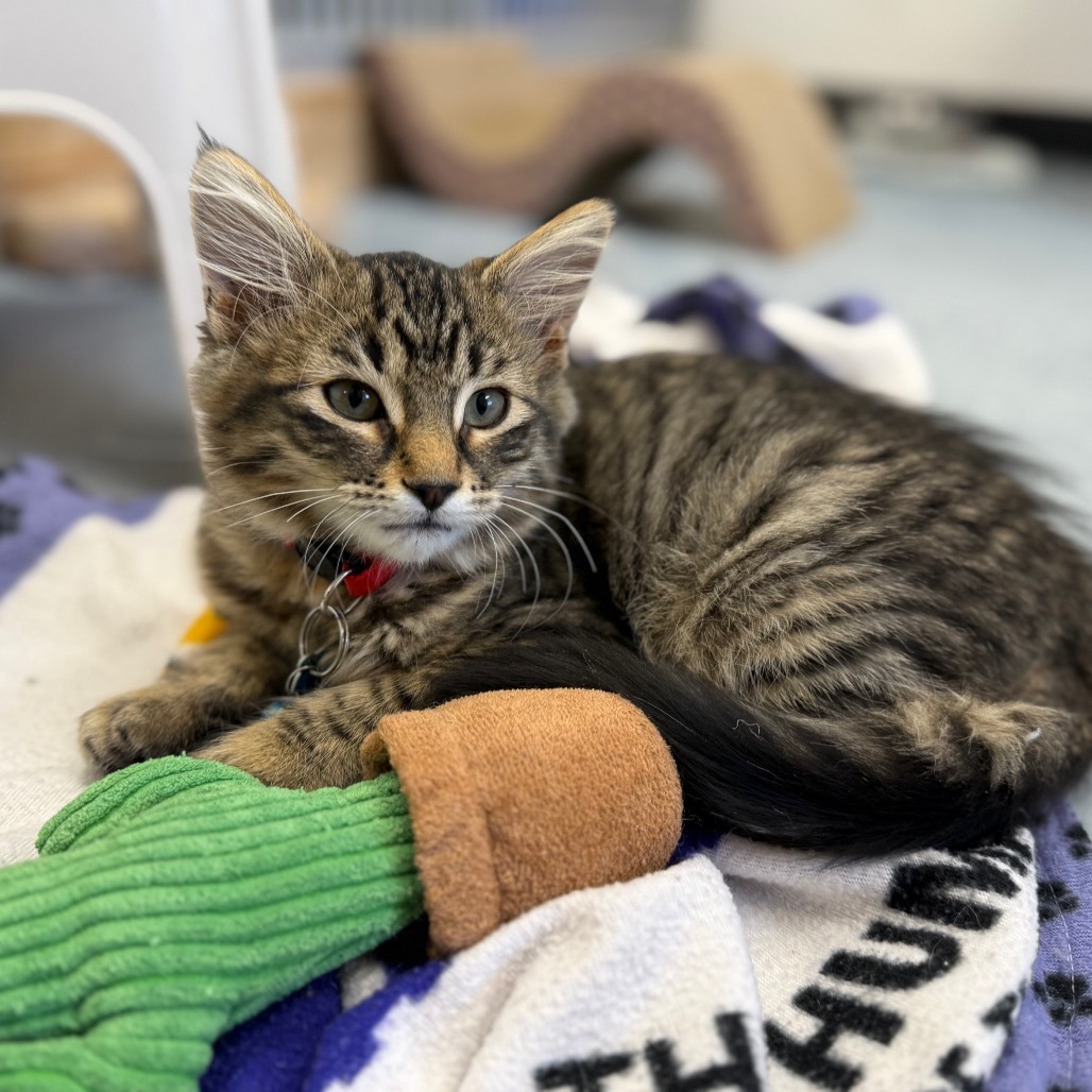 Ned, an adoptable Domestic Medium Hair in Buffalo, WY, 82834 | Photo Image 6
