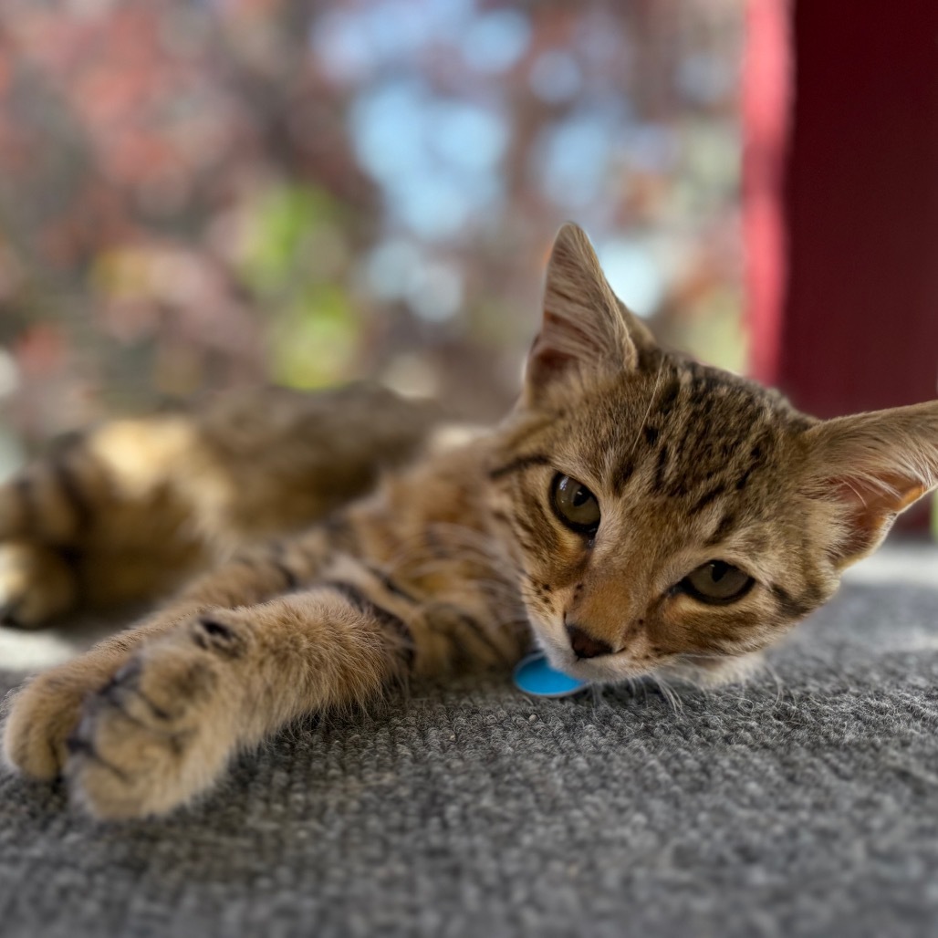 Dusty, an adoptable Domestic Short Hair in Buffalo, WY, 82834 | Photo Image 1