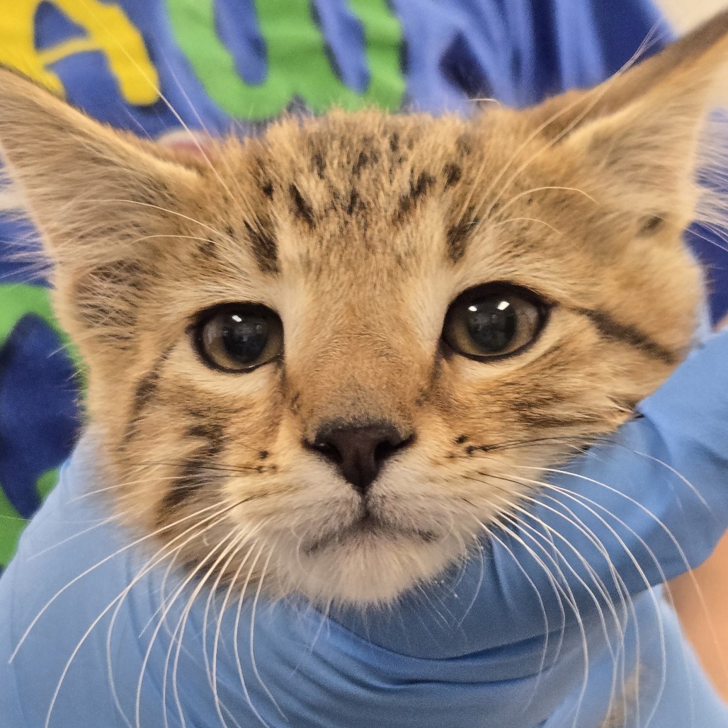 Dusty, an adoptable Domestic Short Hair in Buffalo, WY, 82834 | Photo Image 2