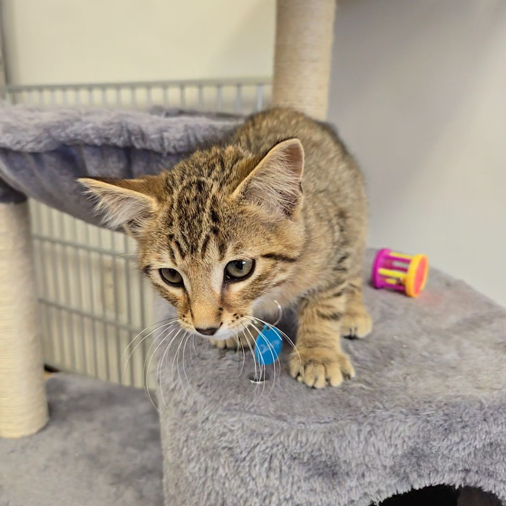 Dusty, an adoptable Domestic Short Hair in Buffalo, WY, 82834 | Photo Image 3