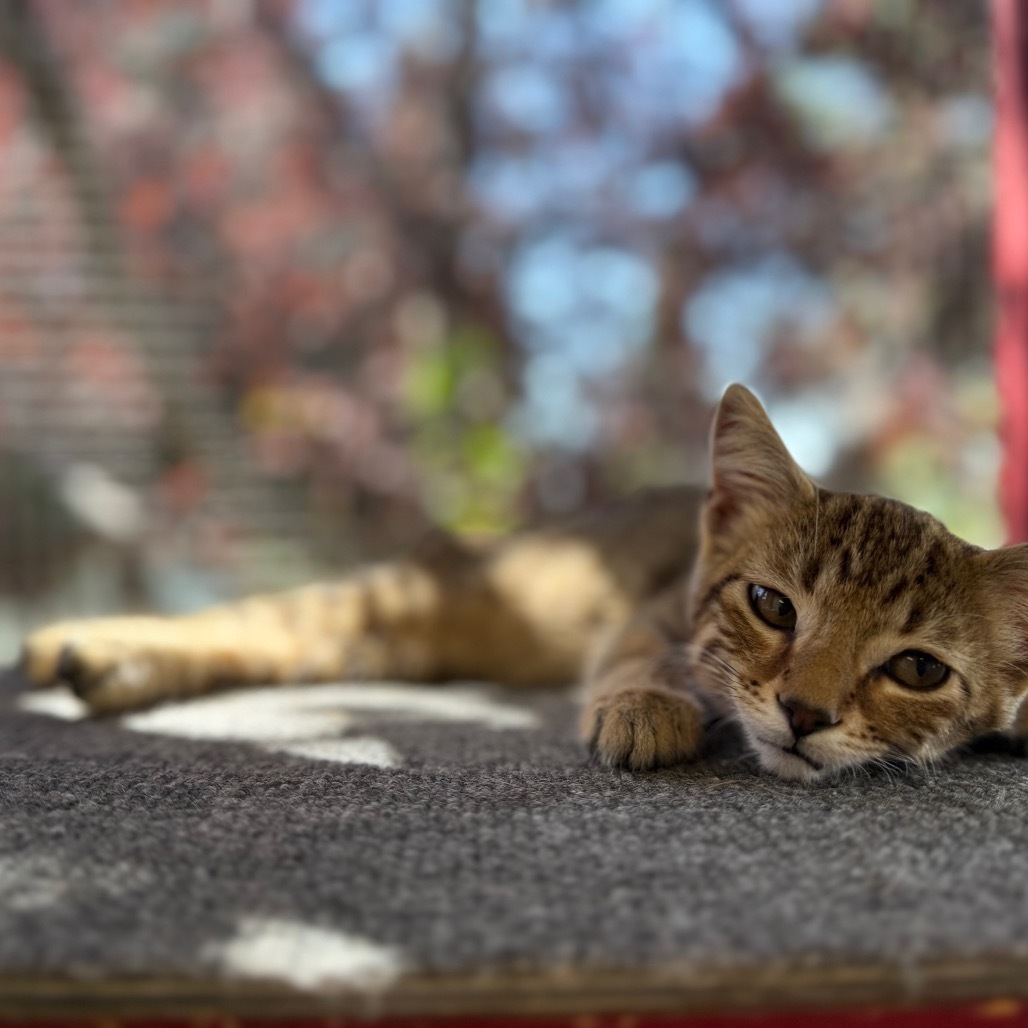 Dusty, an adoptable Domestic Short Hair in Buffalo, WY, 82834 | Photo Image 4