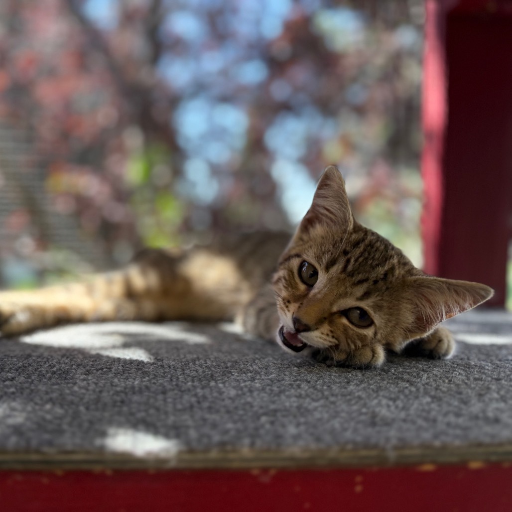 Dusty, an adoptable Domestic Short Hair in Buffalo, WY, 82834 | Photo Image 5