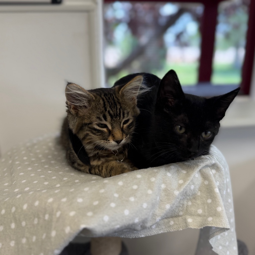 Dusty, an adoptable Domestic Short Hair in Buffalo, WY, 82834 | Photo Image 6