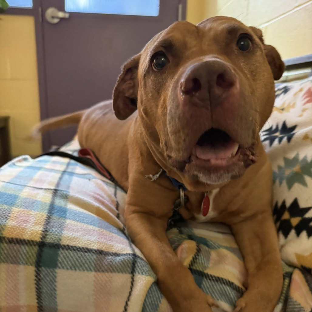 Penny