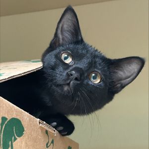 Black Pearl, Baby Female unknown