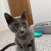 Willow photo 1
