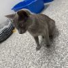 Willow photo 3