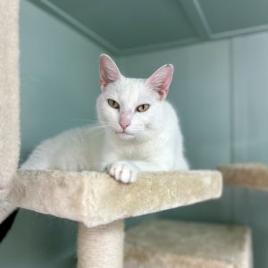 Axel, Senior Male unknown
