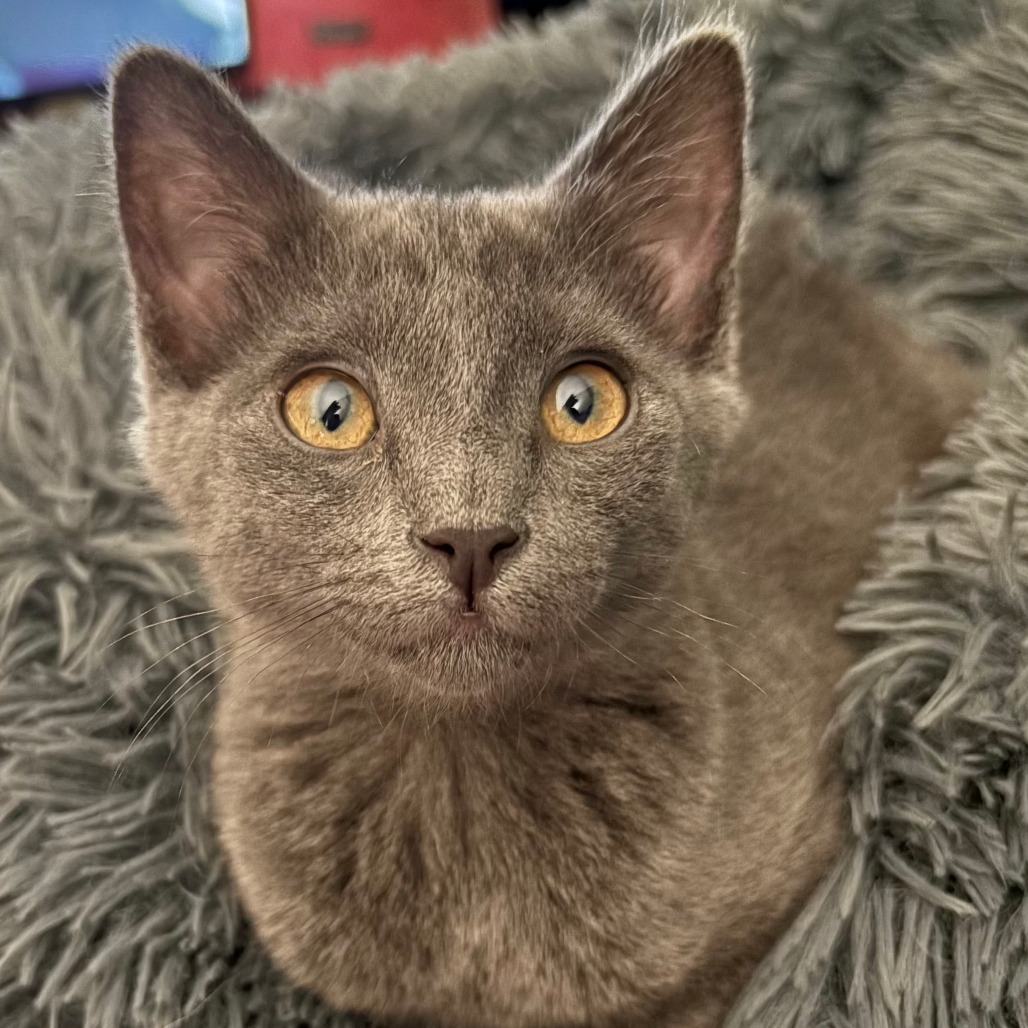 Penny