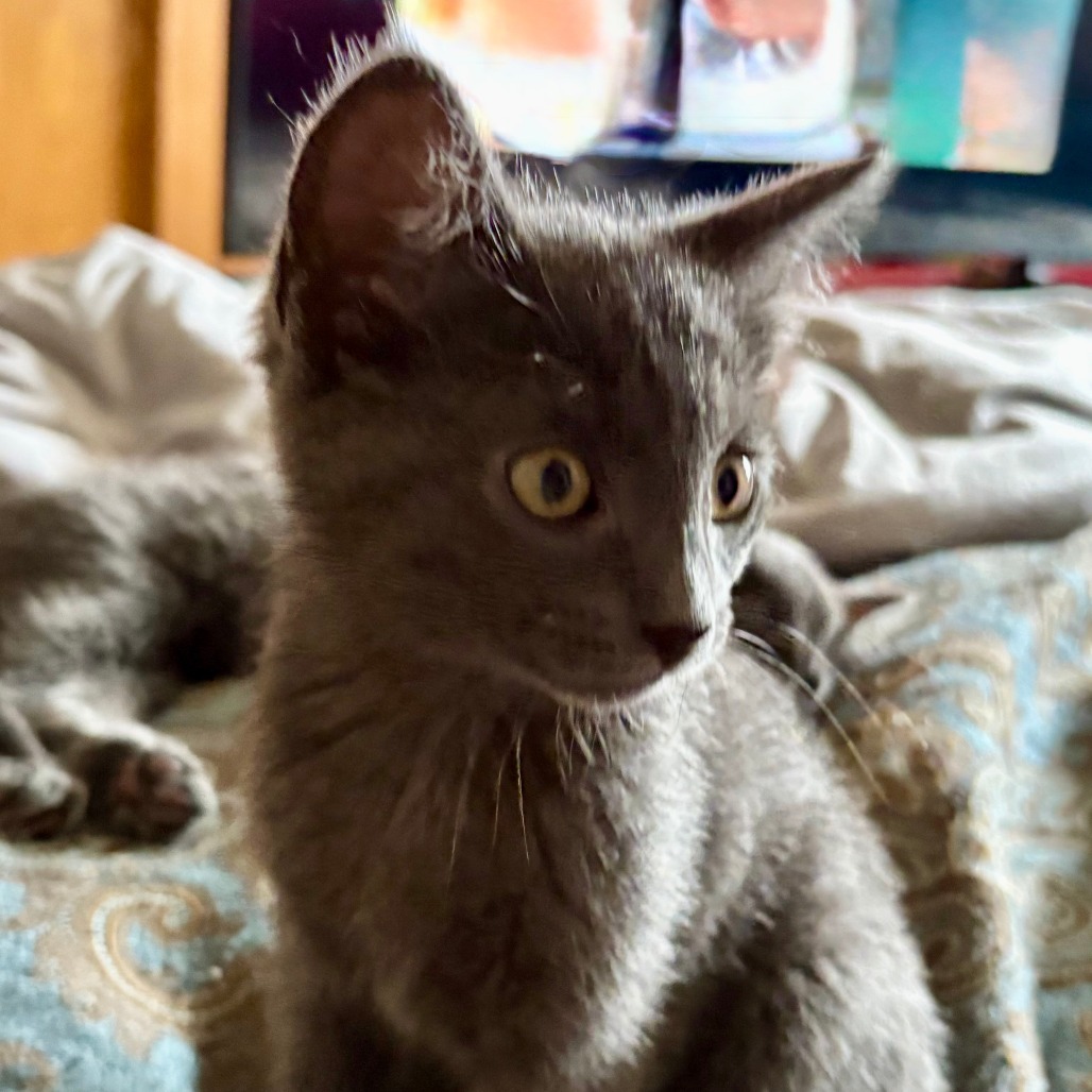 Penny