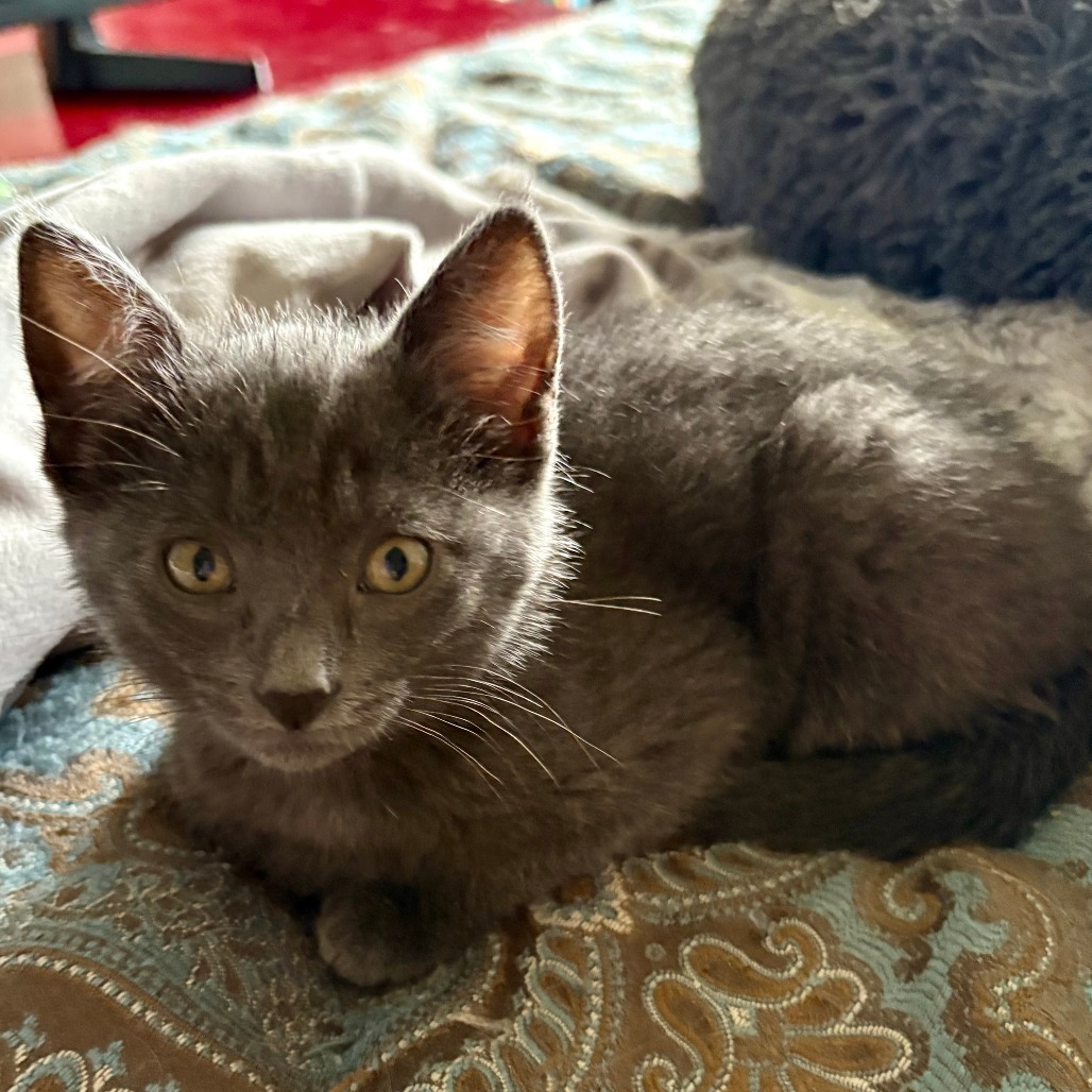 Penny