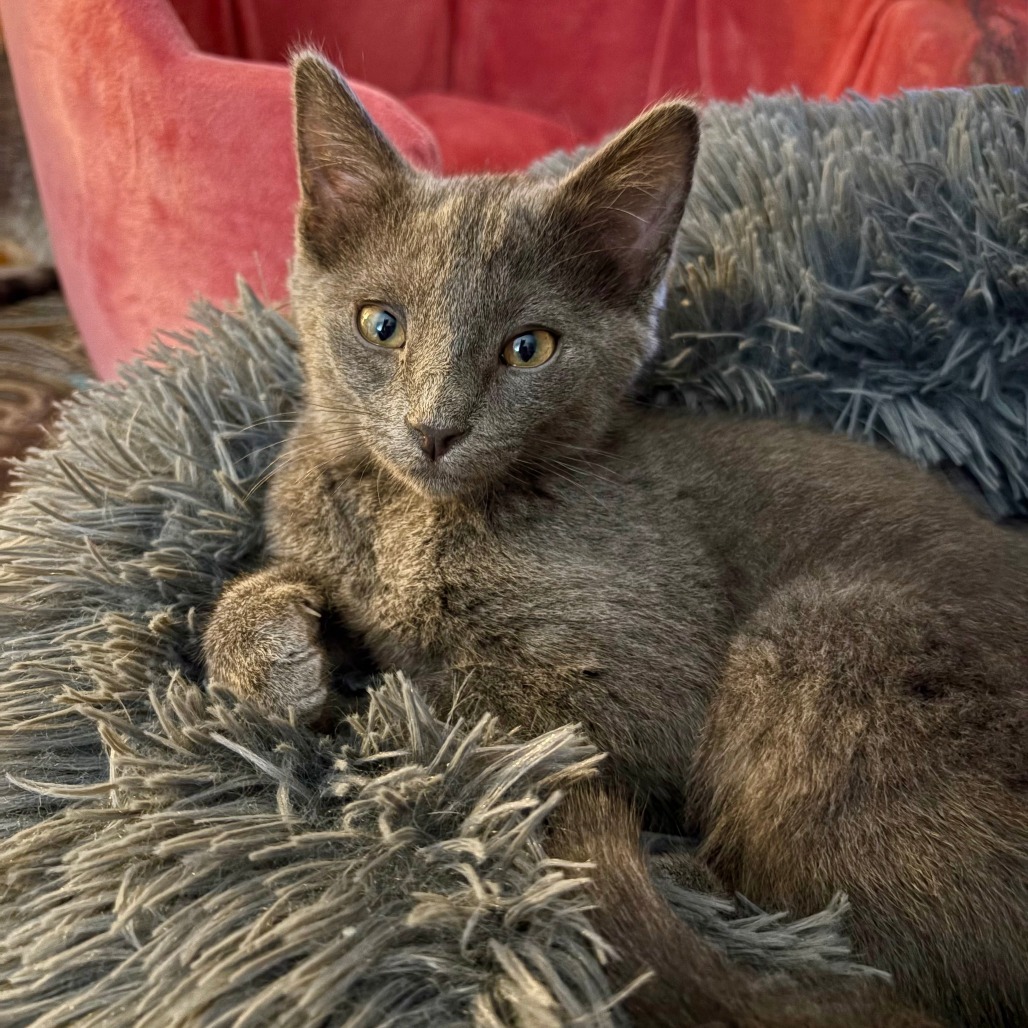 Penny