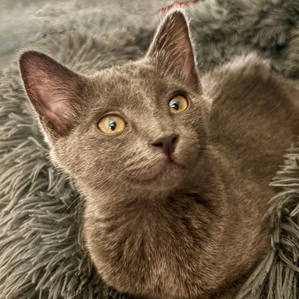 Penny