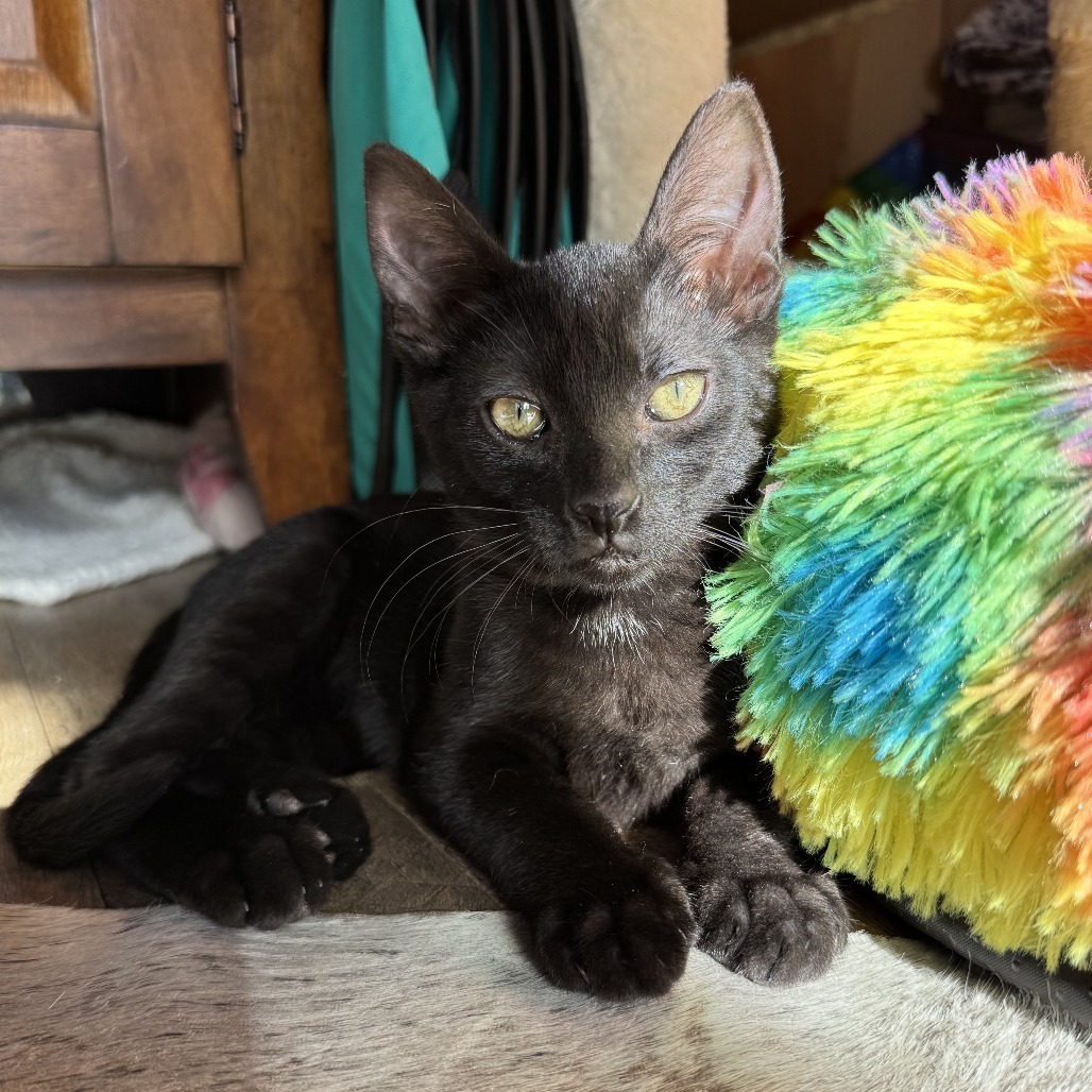 Elvis
