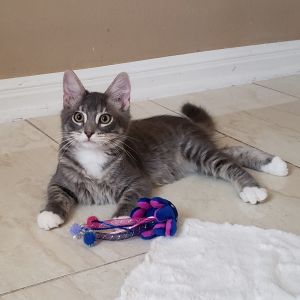 McFlurry, Baby Male unknown