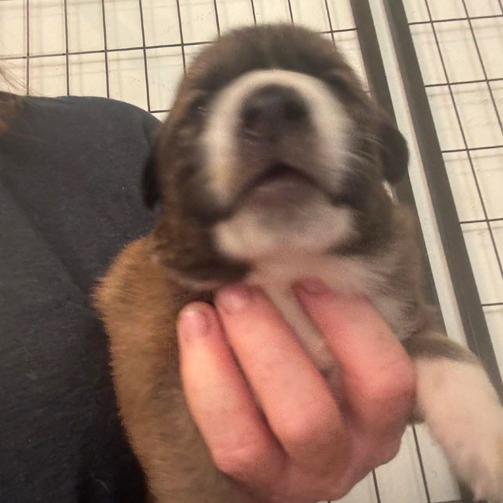 Iggy/Jolene pup 3