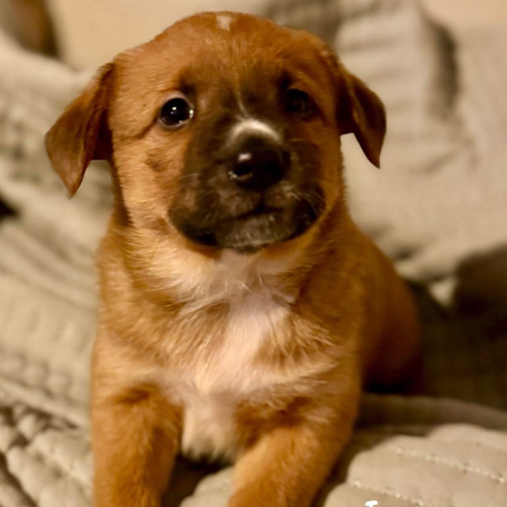 Iggy/Jolene pup 3