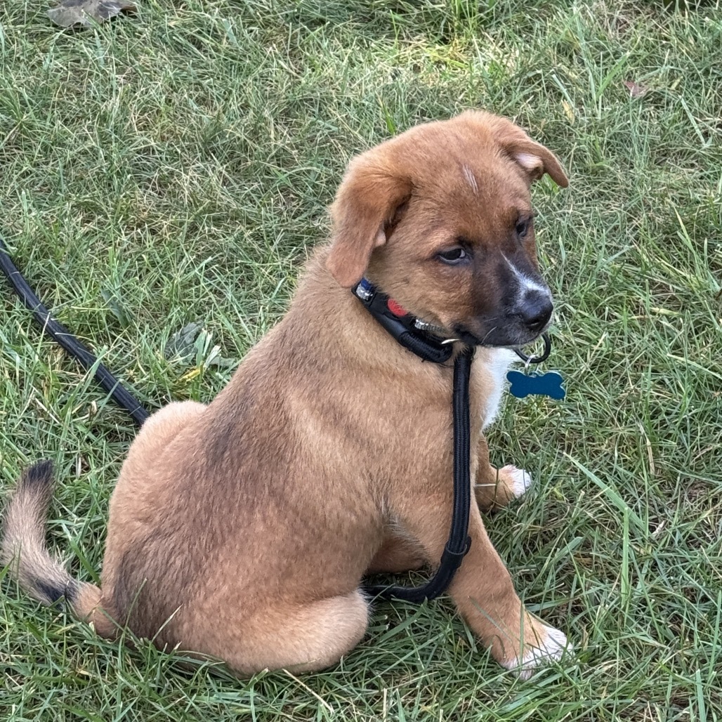 Iggy/Jolene pup 3