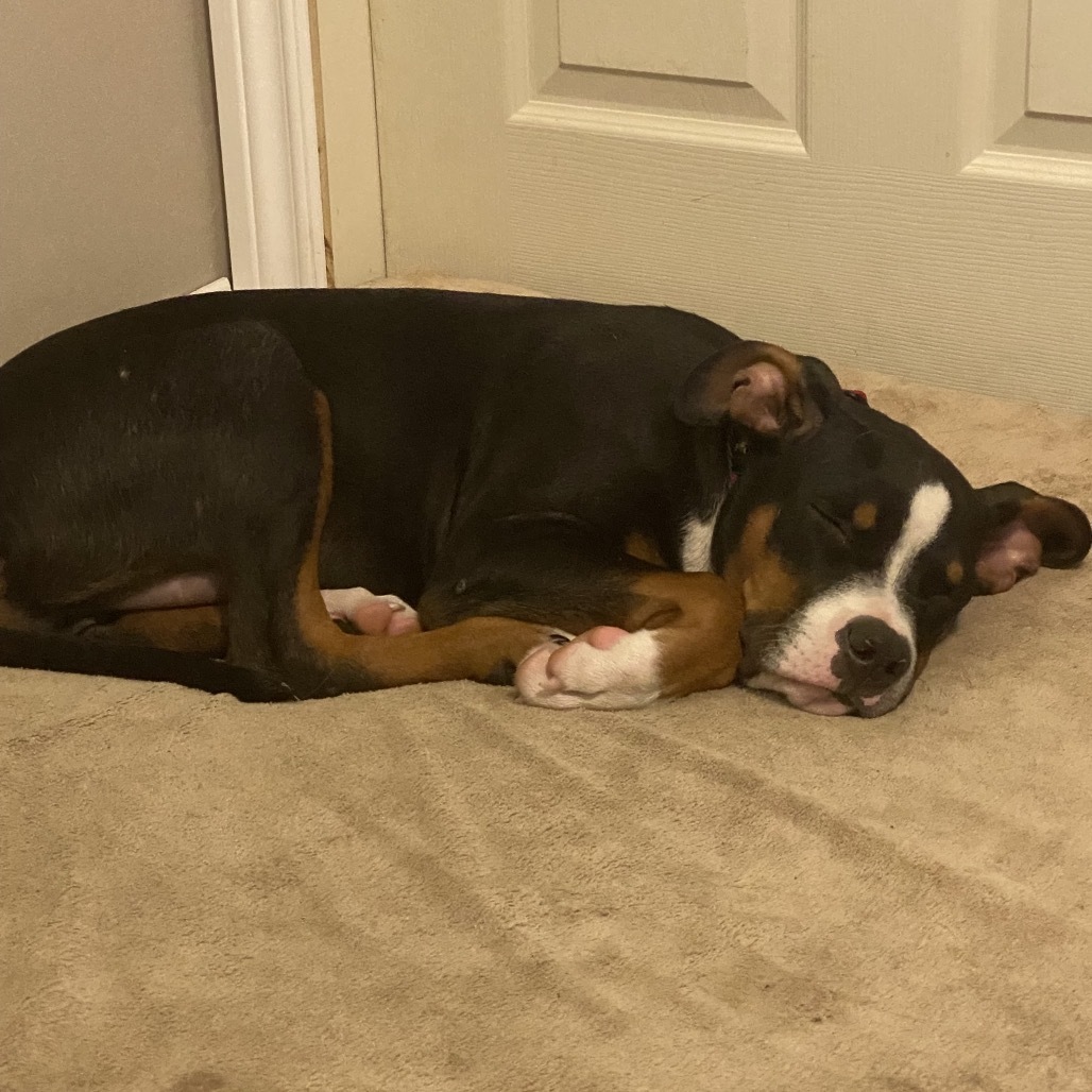 Brisket