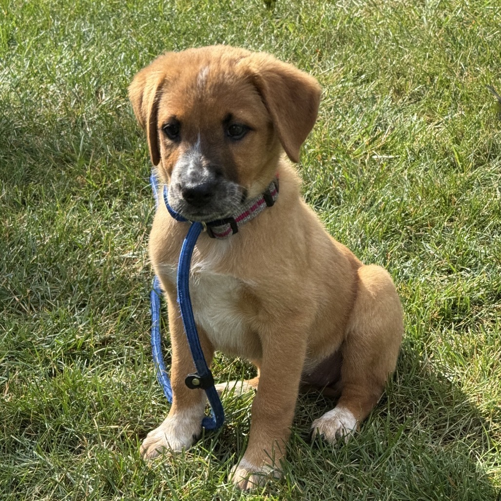 Indy/Jolene pup 4