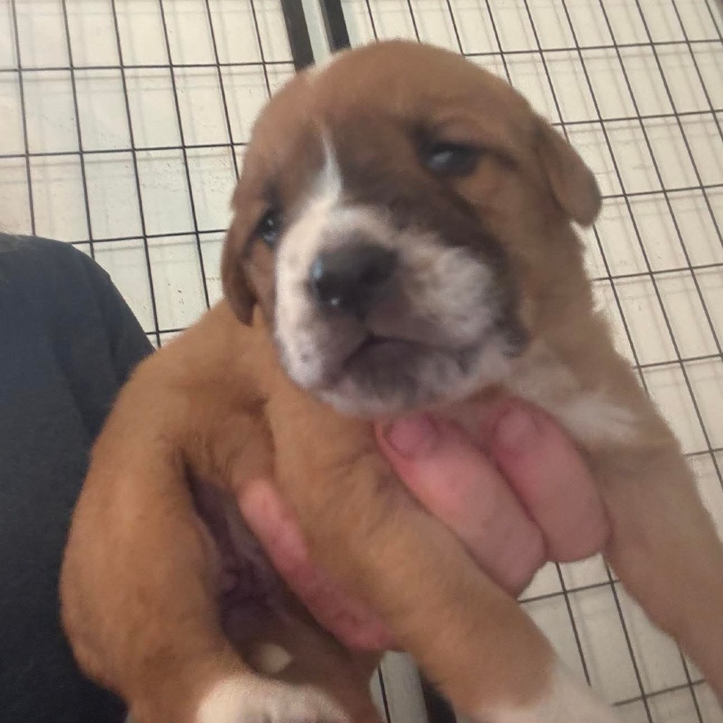 Indy/Jolene pup 4