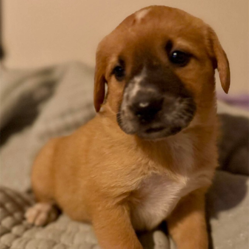 Indy/Jolene pup 4