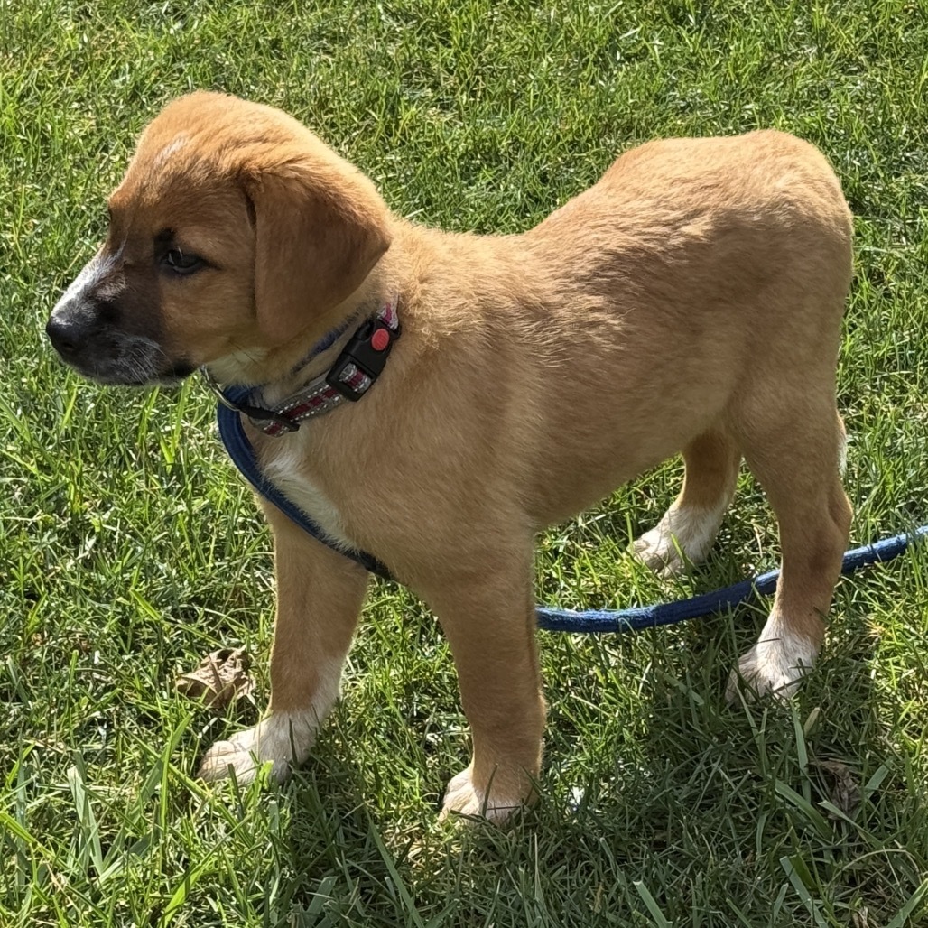 Indy/Jolene pup 4