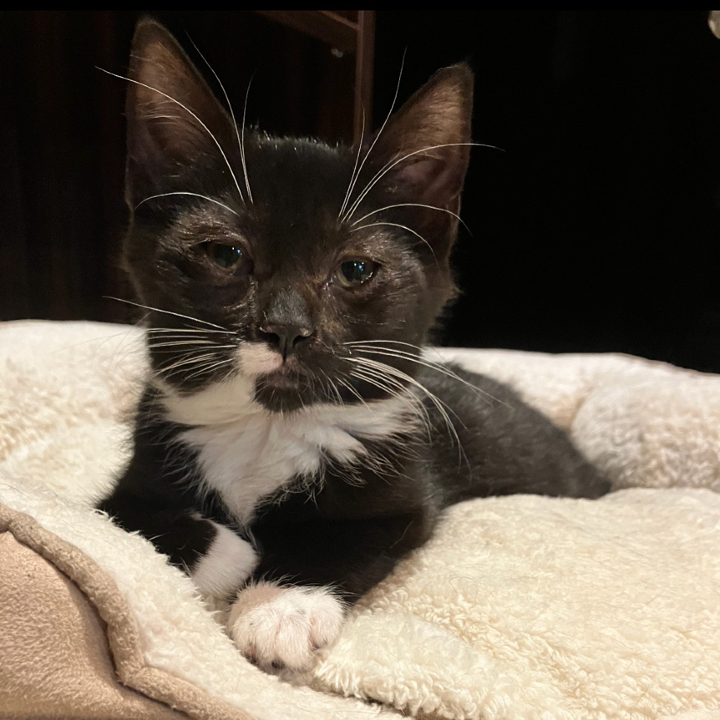Kit Kat