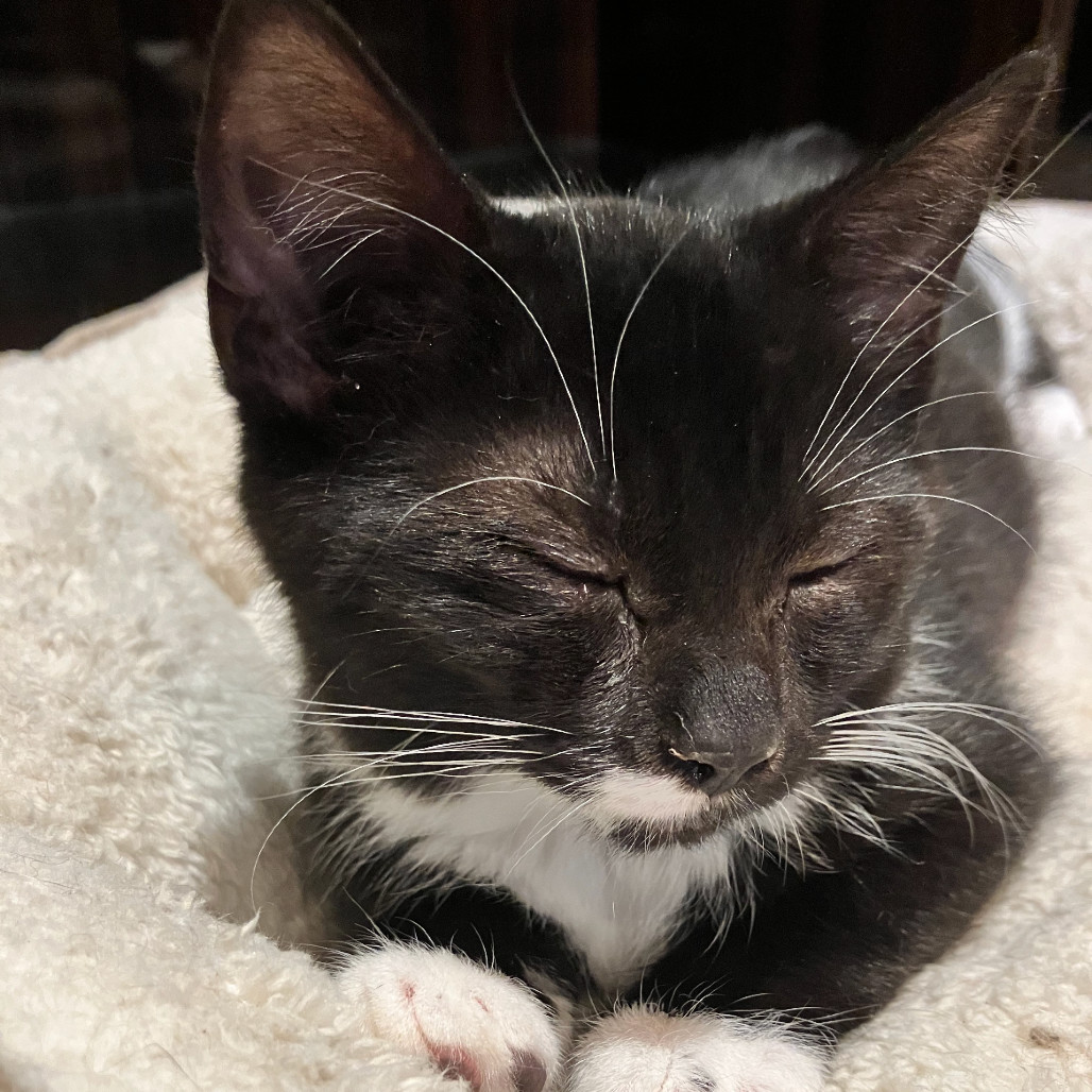 Kit Kat