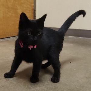 Inky, Baby Female unknown