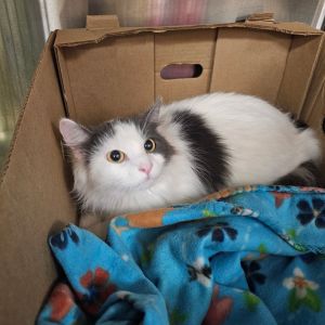 Stratus, Young Female unknown