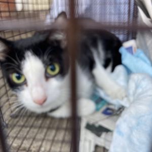 Kitty Corn, Adult Female unknown