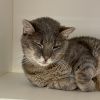 Simba Sims photo 4