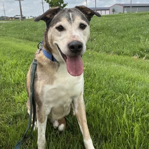 Goose, Senior Male unknown