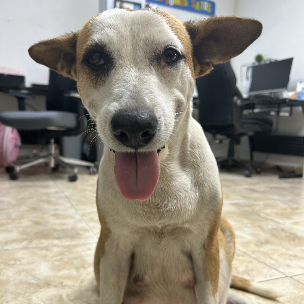 Dulce