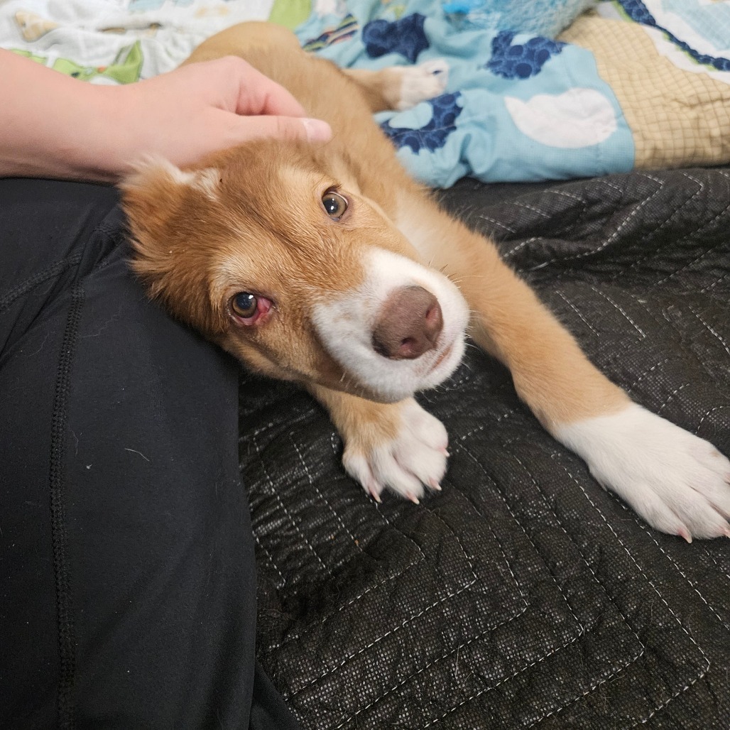 Mars - Adorable Tri-pod Puppy!