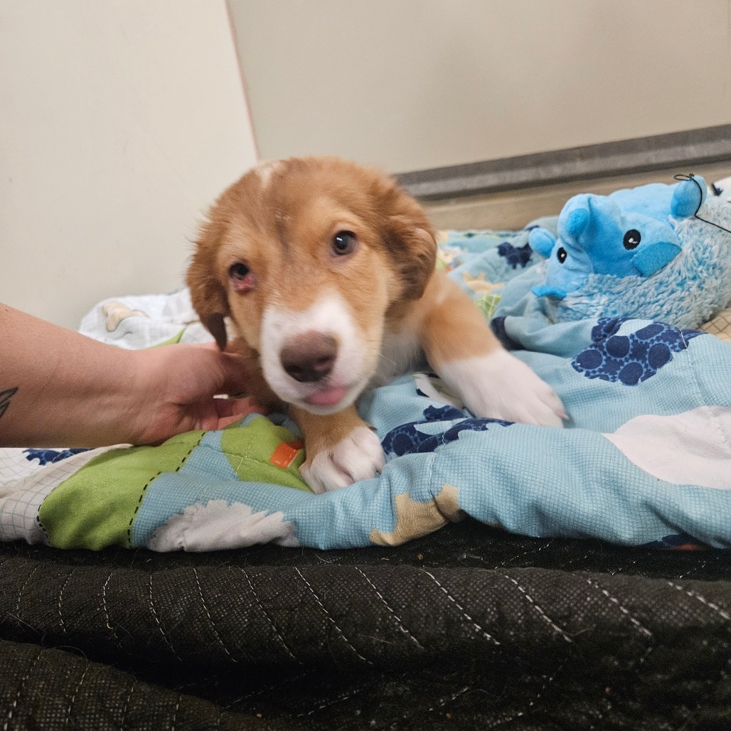 Mars - Adorable Tri-pod Puppy!