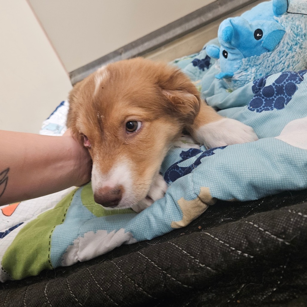 Mars - Adorable Tri-pod Puppy!