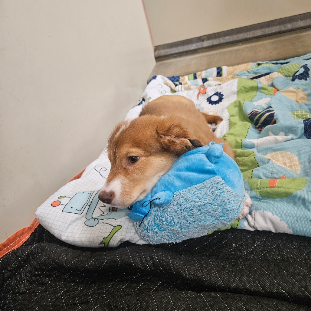 Mars - Adorable Tri-pod Puppy!